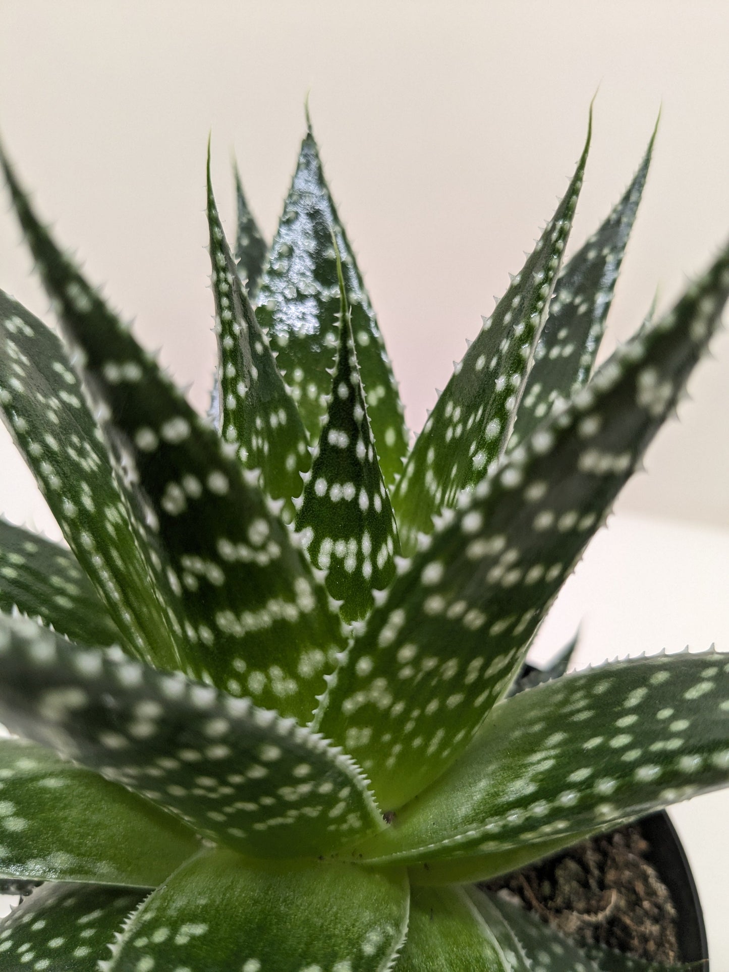 Gasteraloe