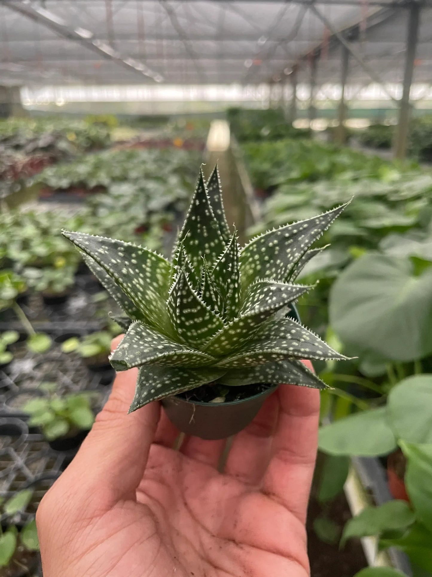 Gasteraloe