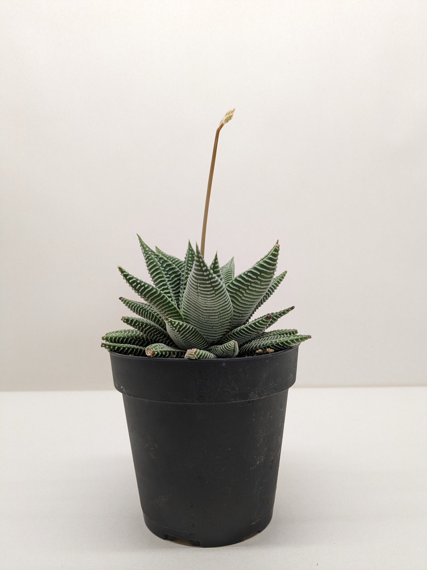 limifolia succulent Haworthiopsis limifolia – Planta
