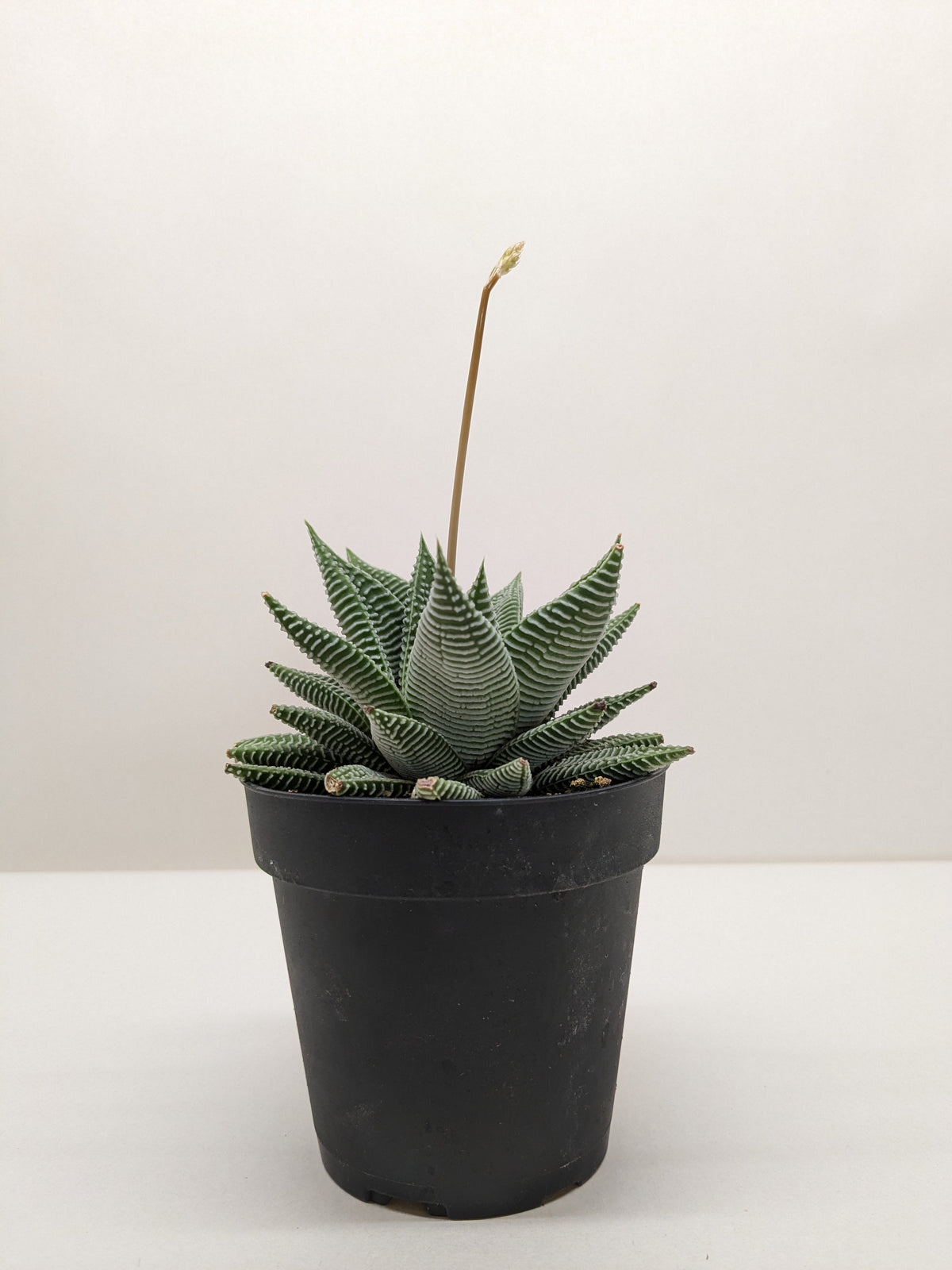 Haworthiopsis limifolia