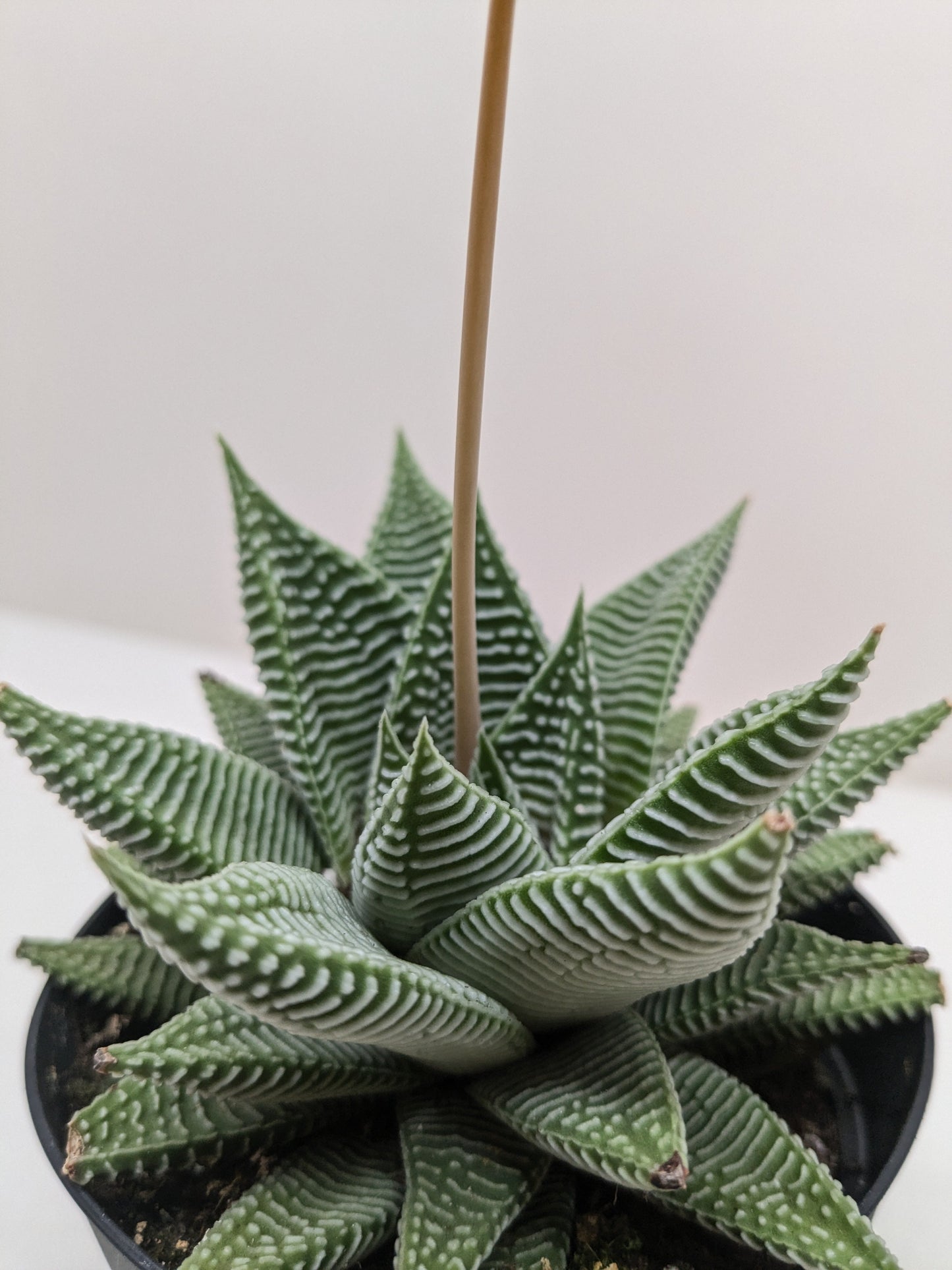 succulent haworthia limifolia Haworthiopsis limifolia – Planta