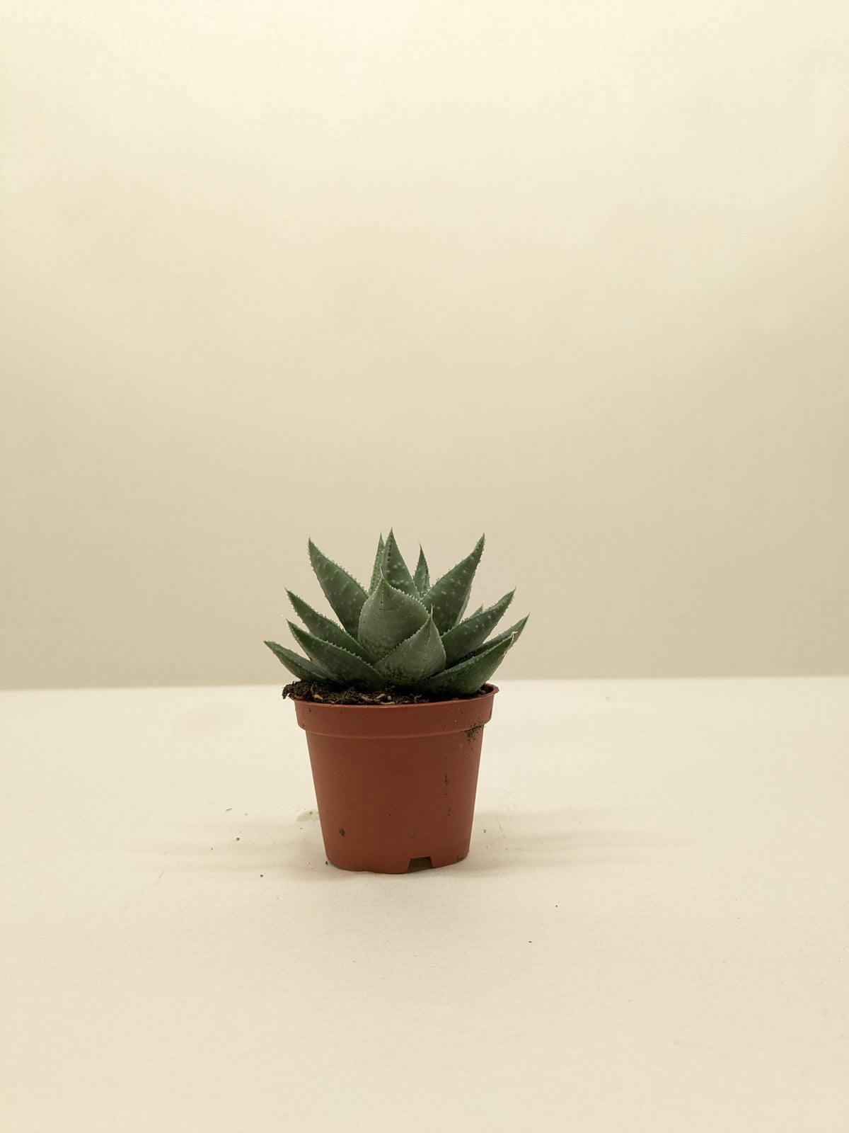 ×Alworthia 'Savanna'