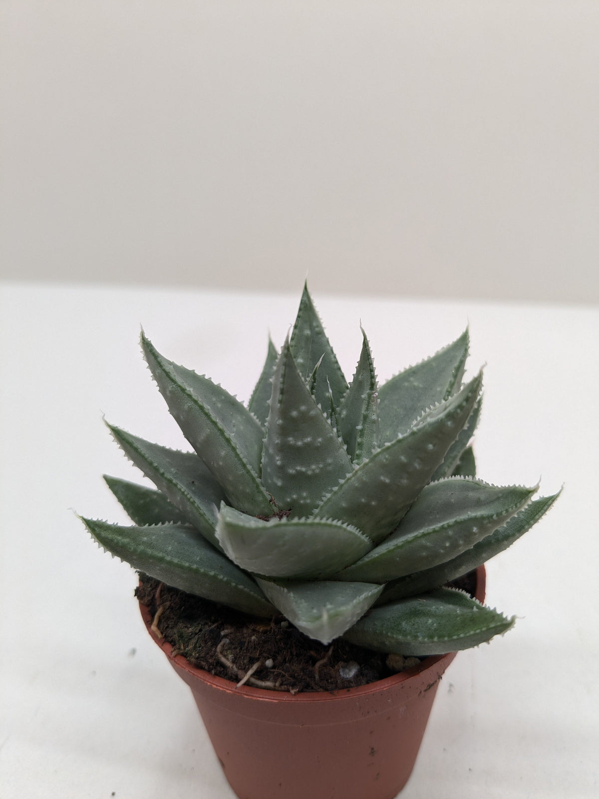 ×Alworthia 'Savanna'
