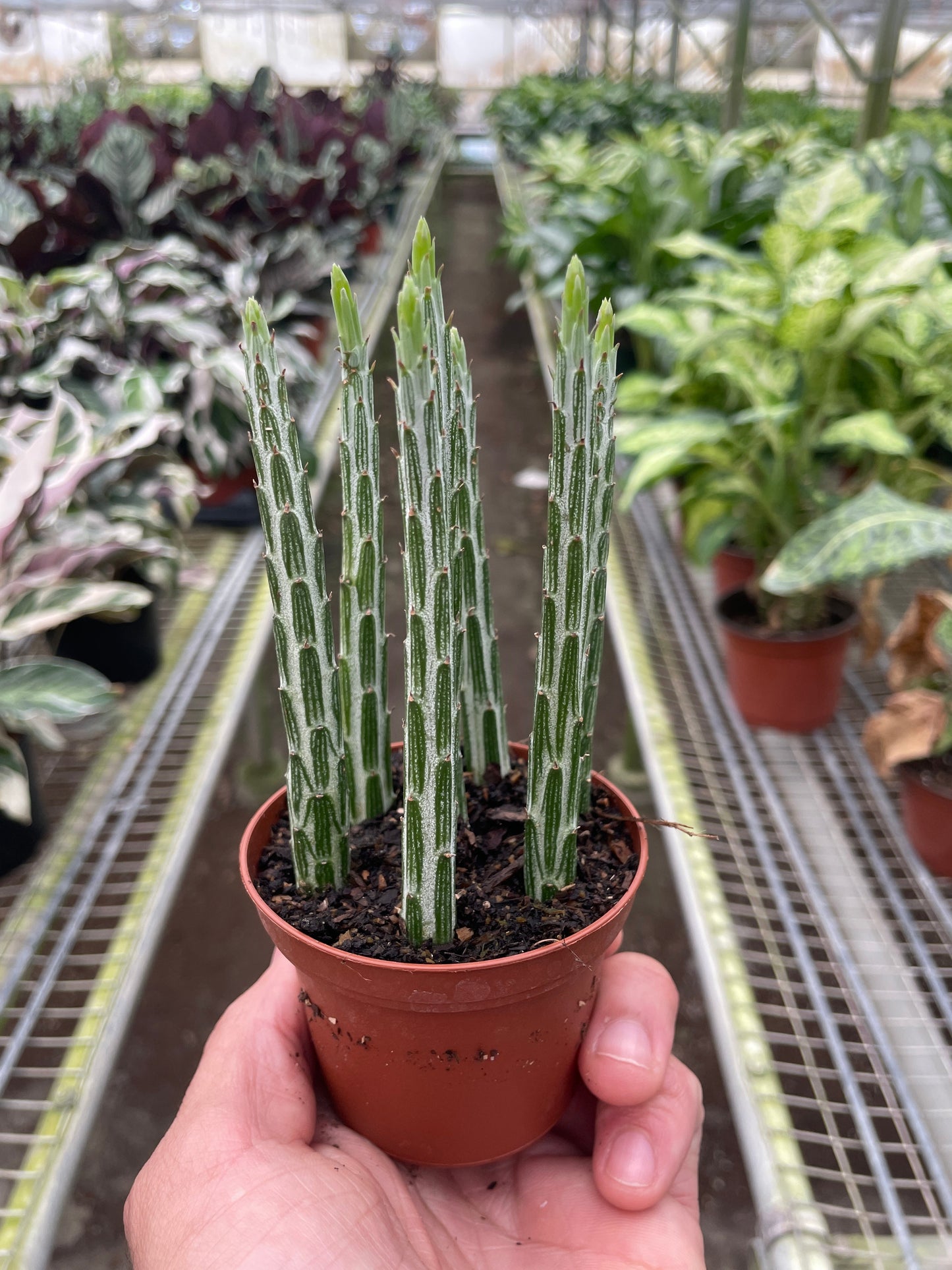 Pickle Plant