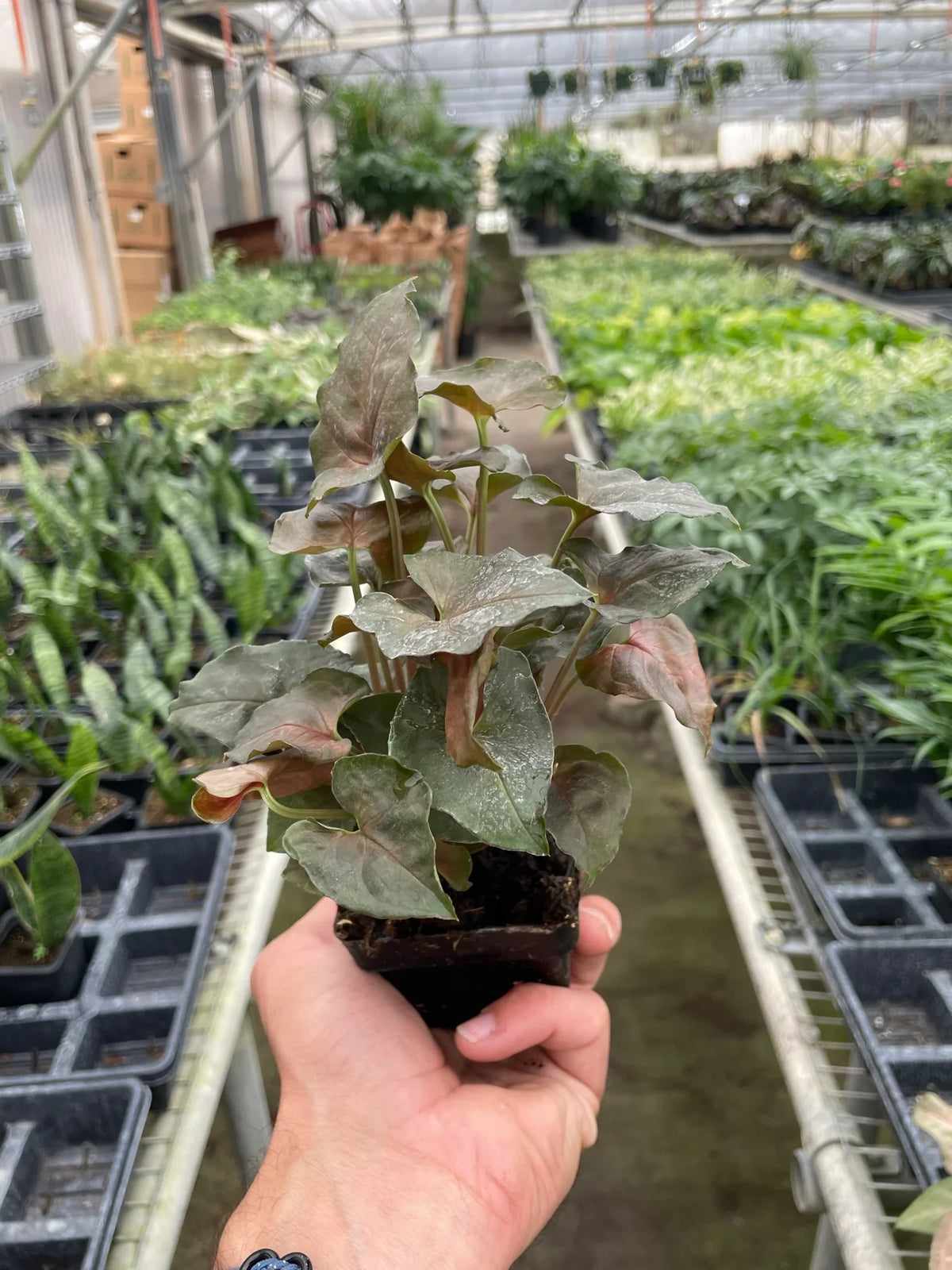 Arrowhead plant 'Merry'