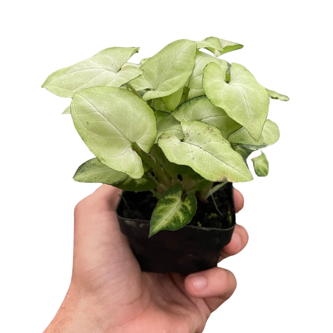 Arrowhead plant 'Moonshine'