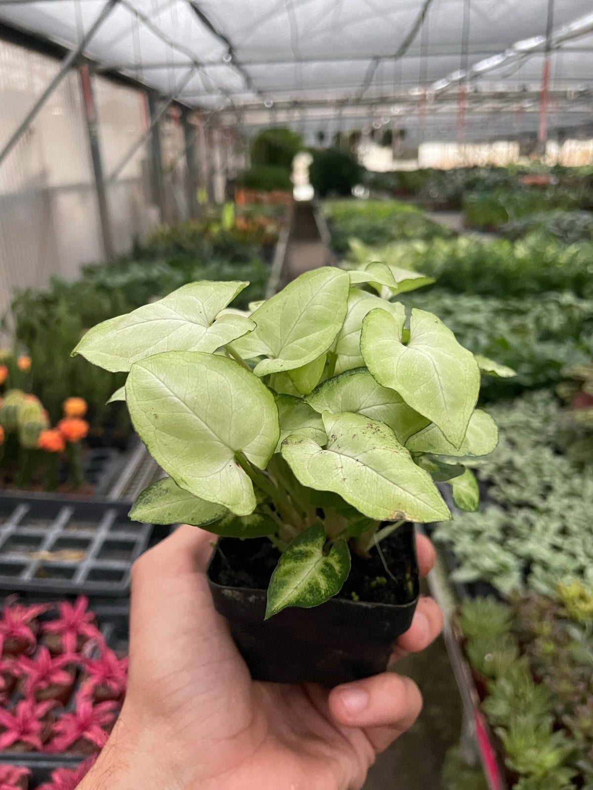Arrowhead plant 'Moonshine'