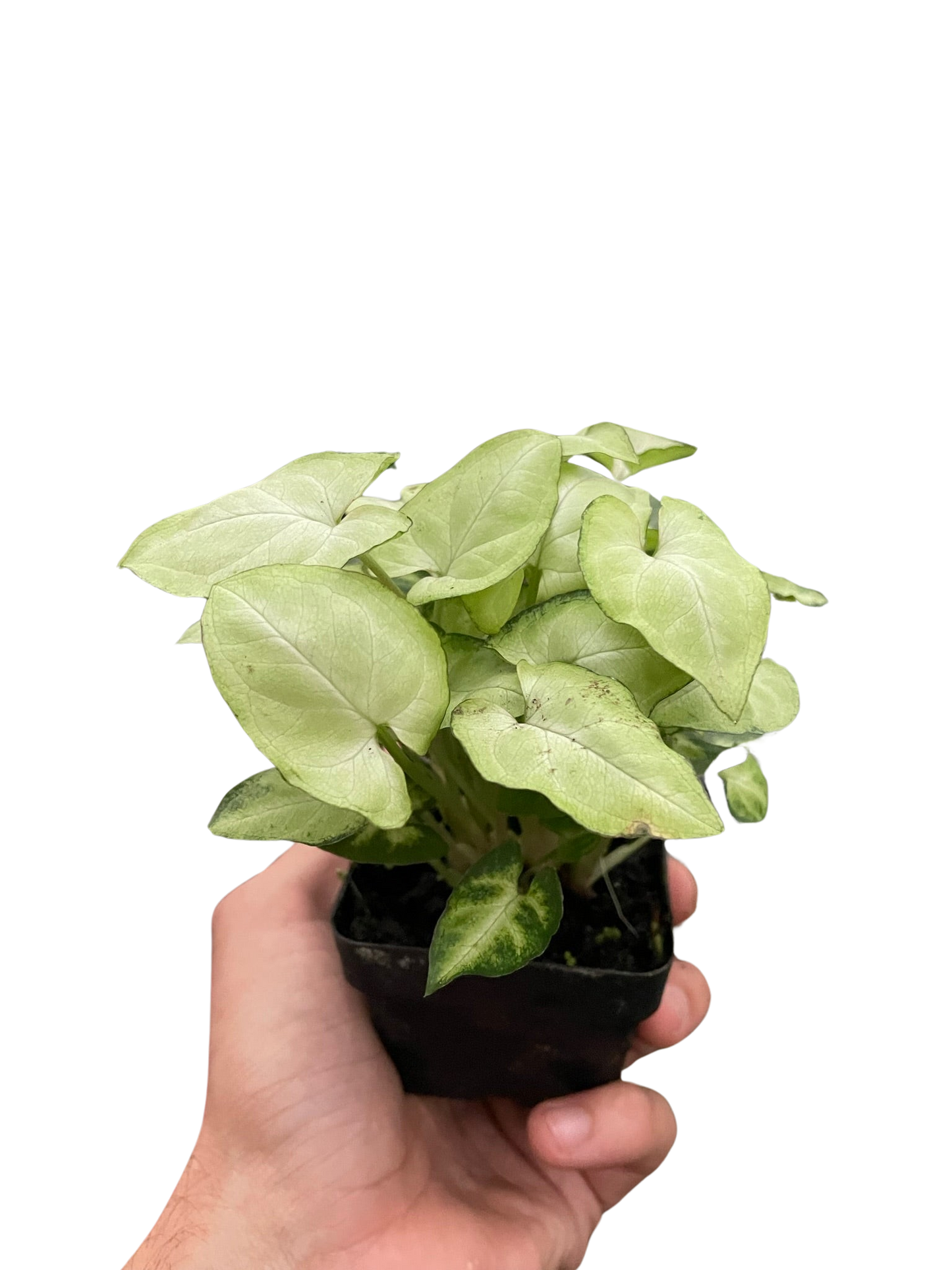 Arrowhead plant 'Moonshine'
