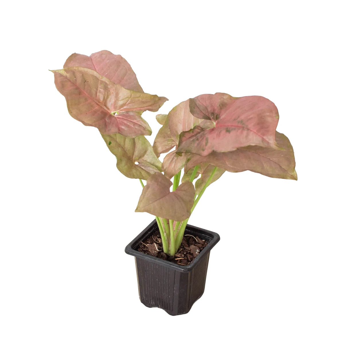 Arrowhead plant 'Strawberry cream'
