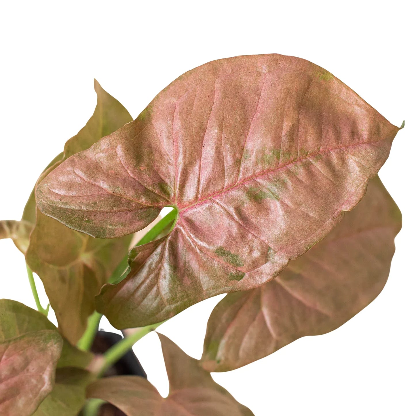 Arrowhead plant 'Strawberry cream'