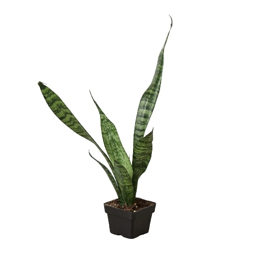 Snake Plant