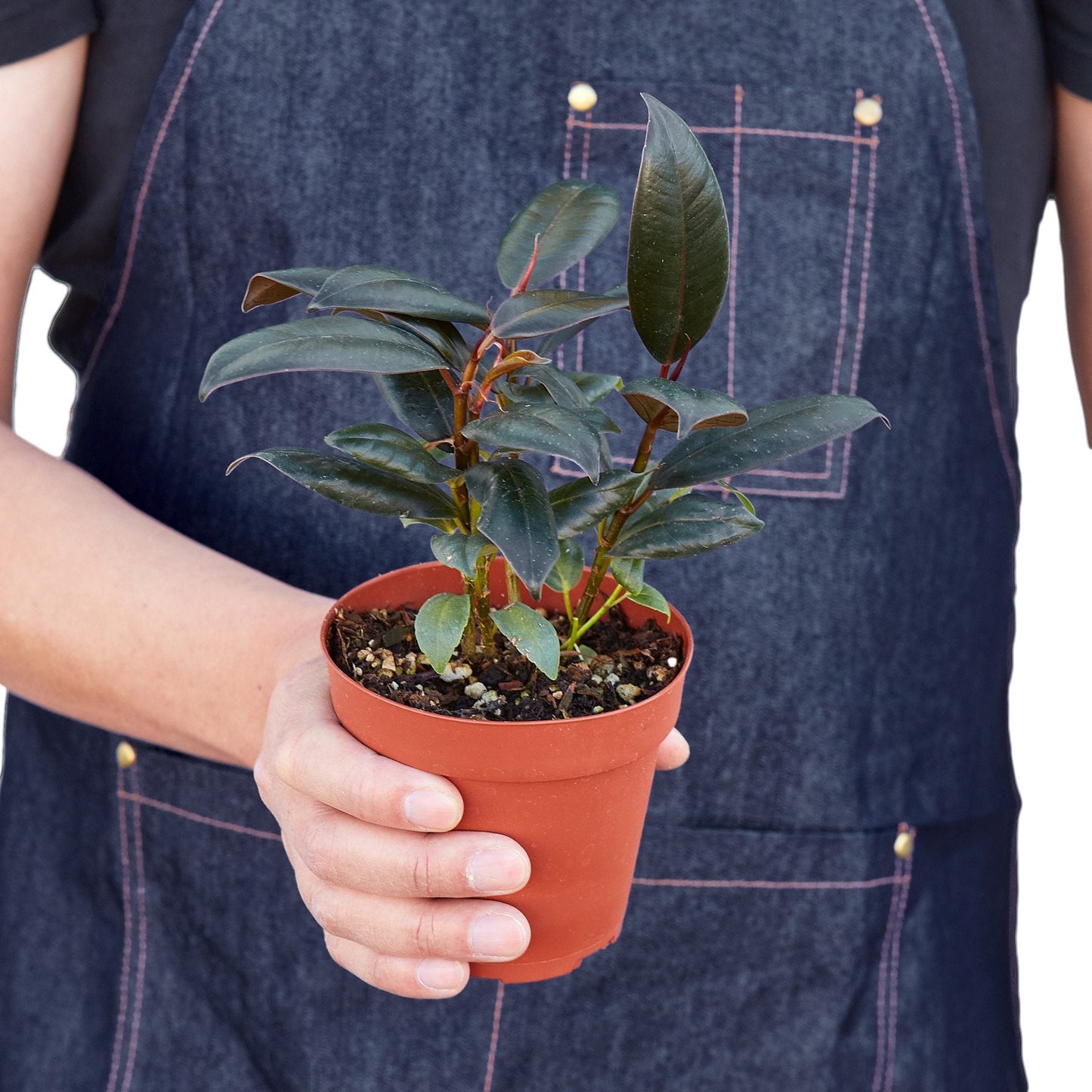 Rubber plant 'Burgundy'