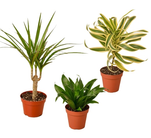 Dracaenas Variety Pack