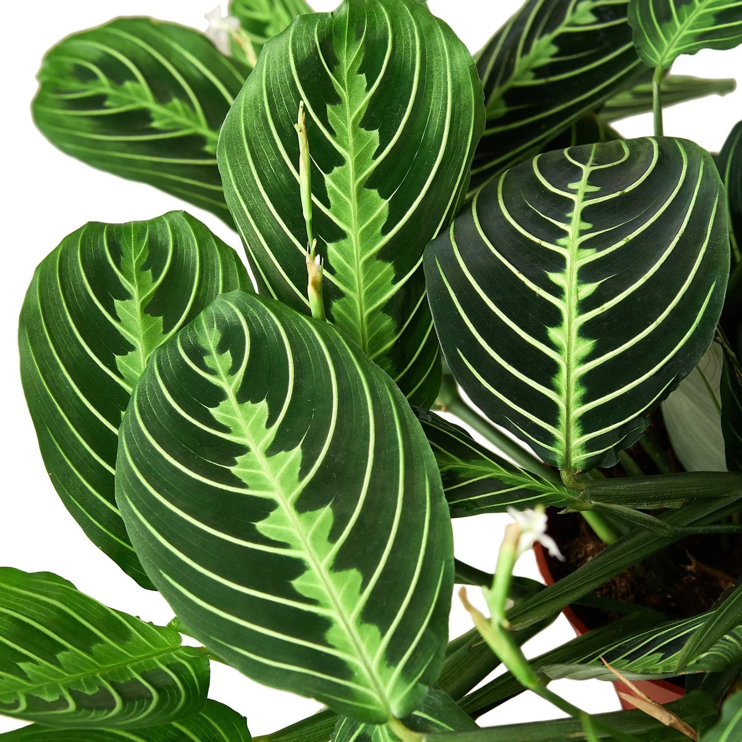Prayer plant 'Lemon Lime'