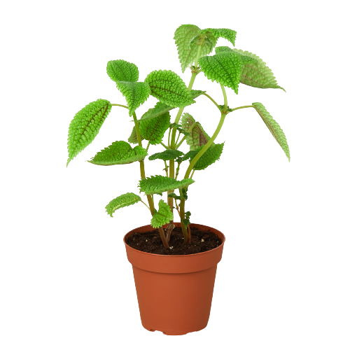 Friendship plant