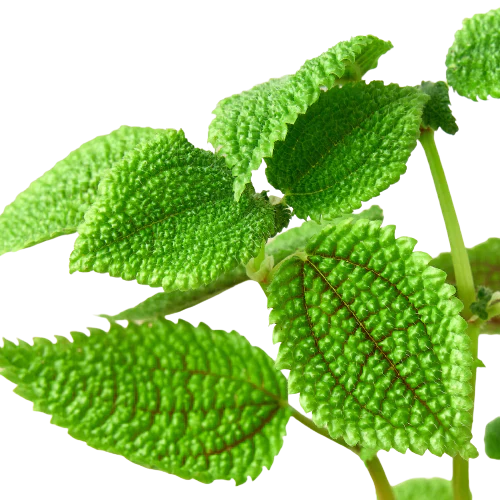 Friendship plant