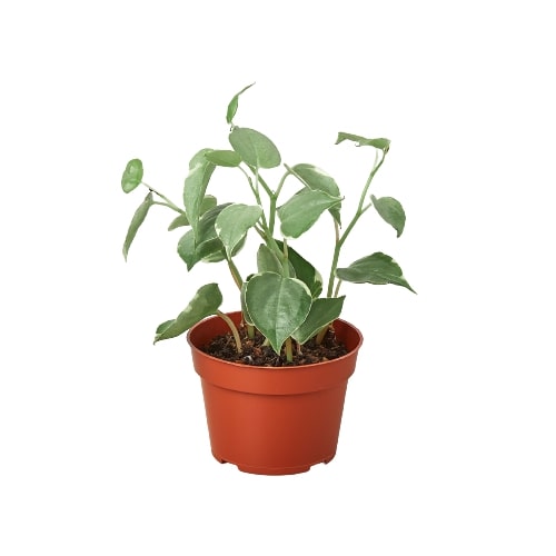 Cupid Peperomia