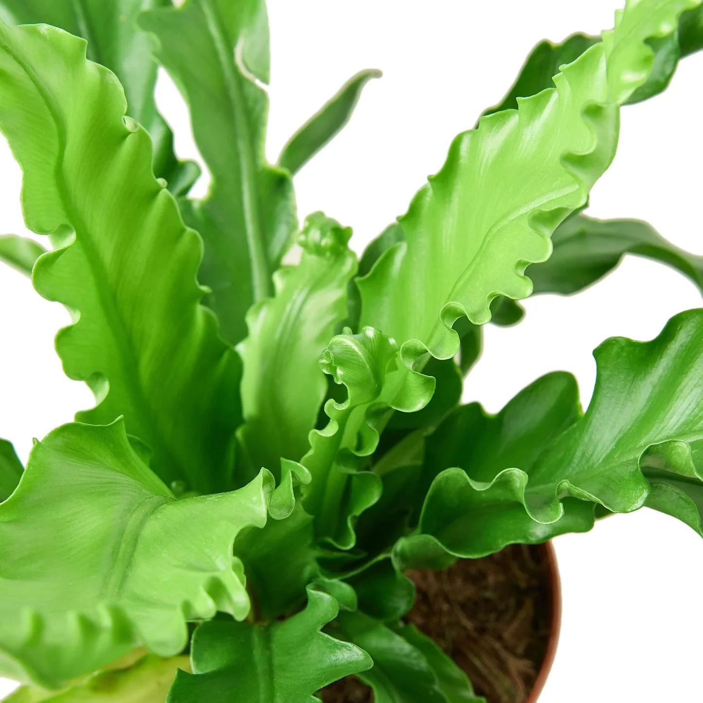 Bird's Nest Fern 'Victoria'