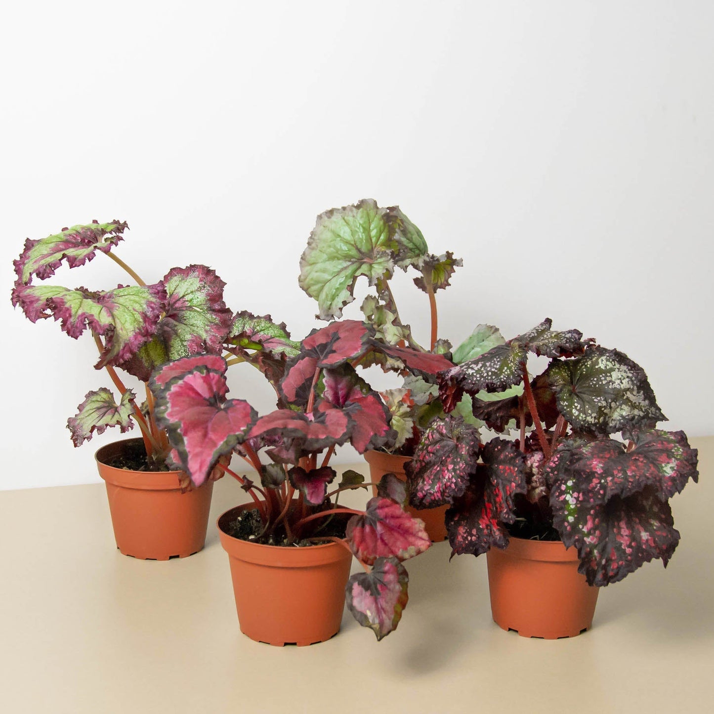 Begonia 'Rex' 4 Pack Variety