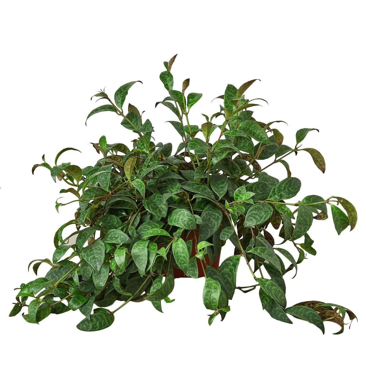 Black Pagoda Lipstick Plant
