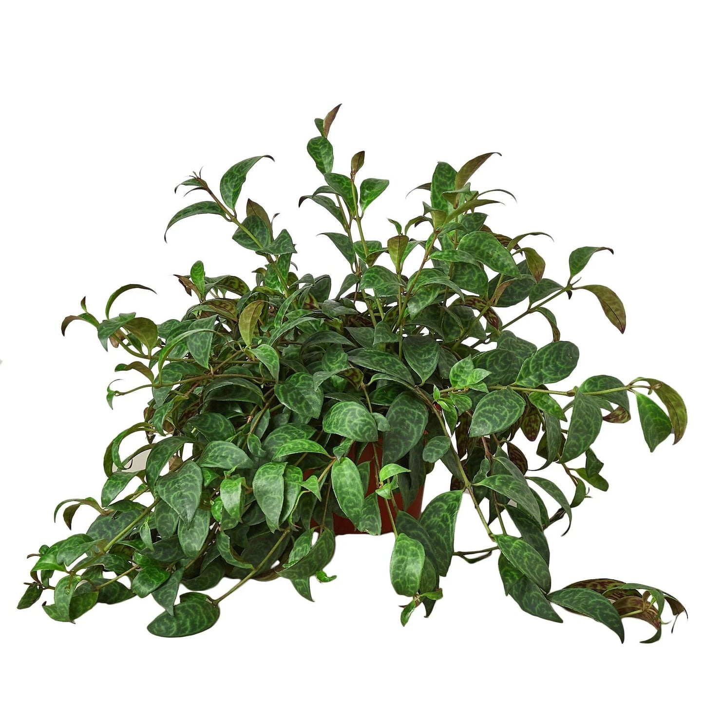 Black Pagoda Lipstick Plant