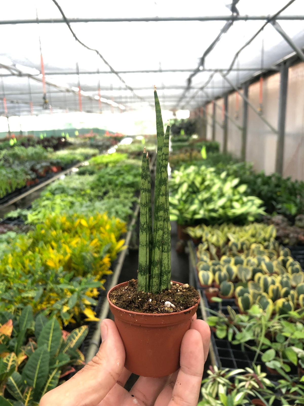 Cylinder Snake Plant