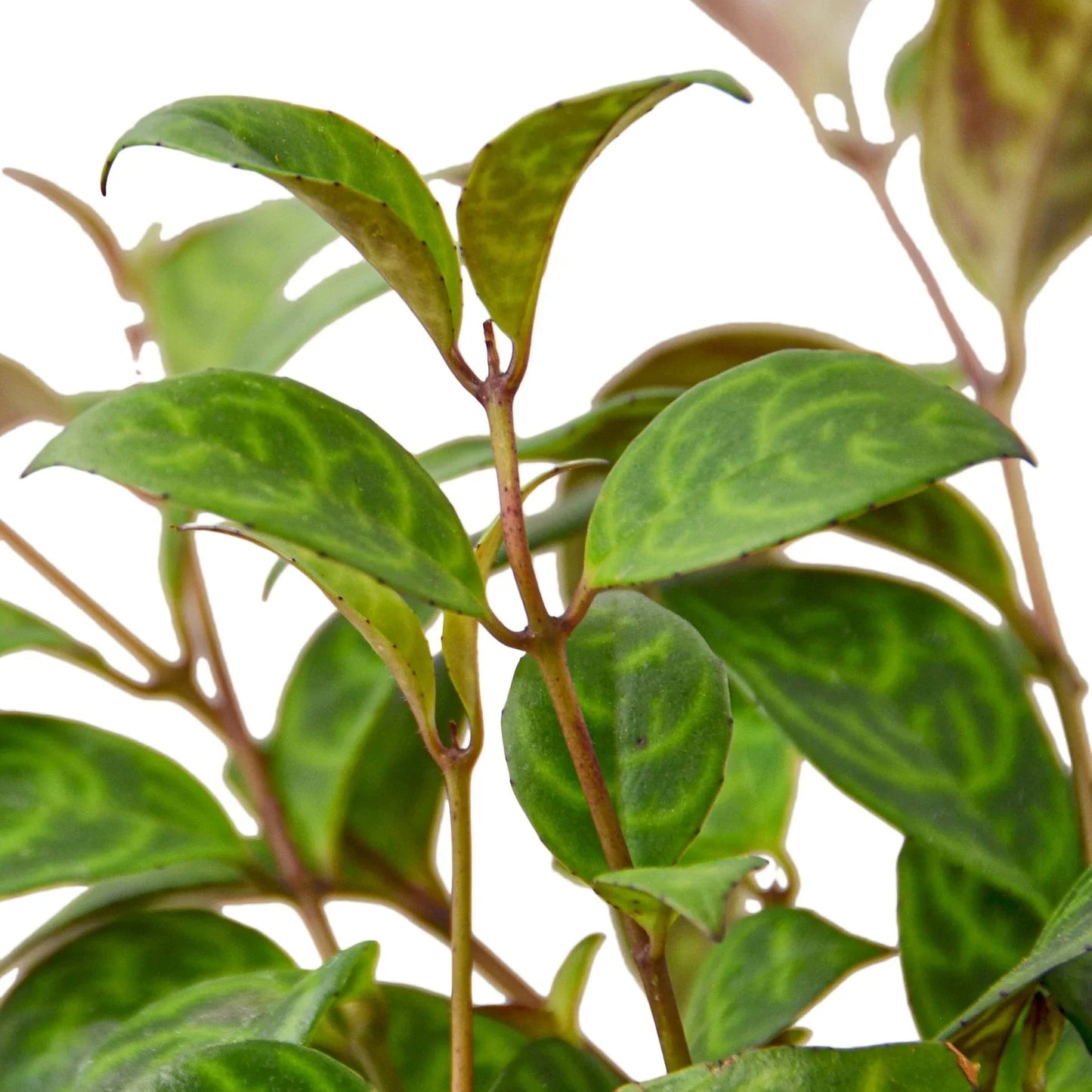 Black Pagoda Lipstick Plant