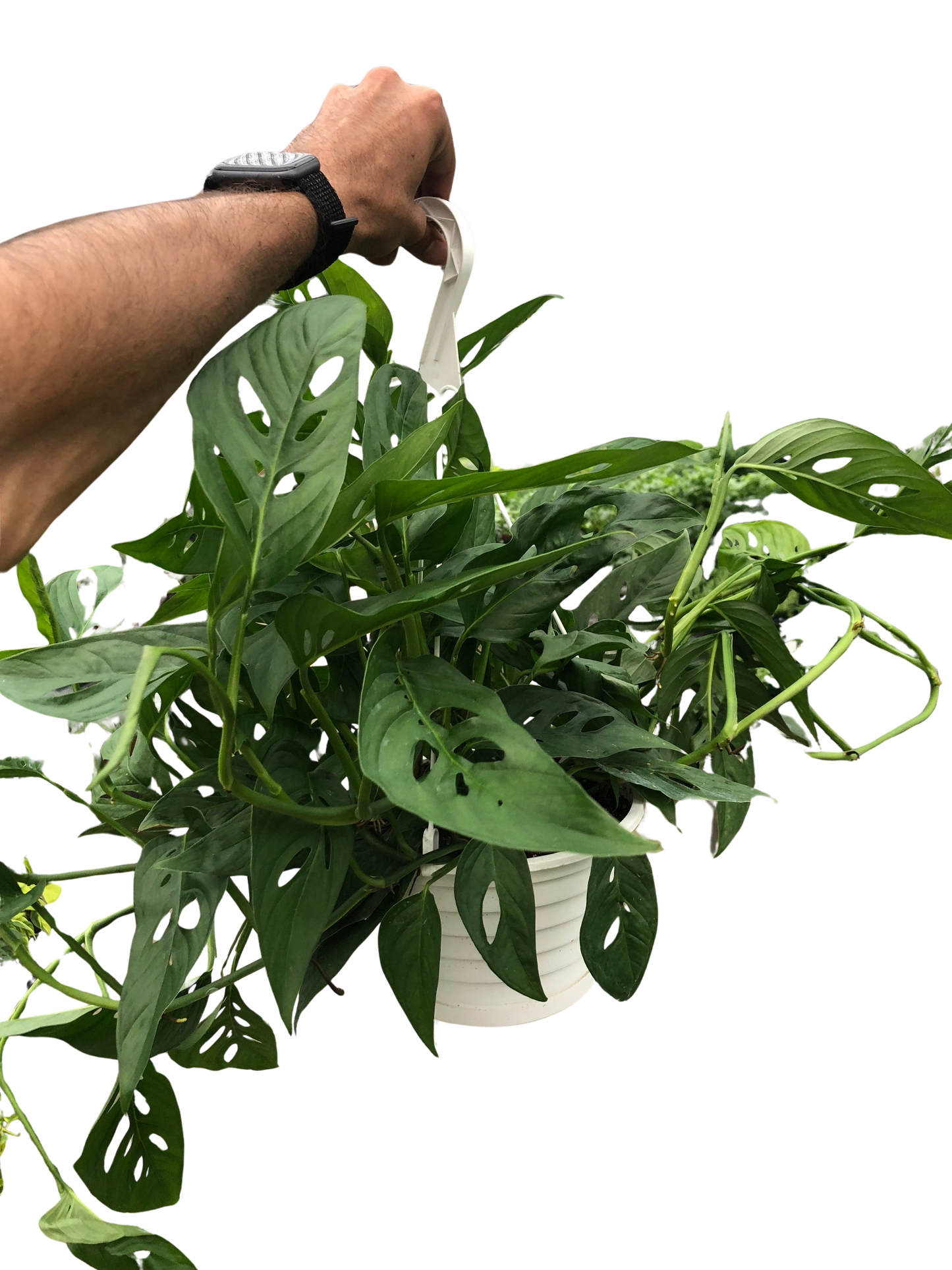 Monkey Mask