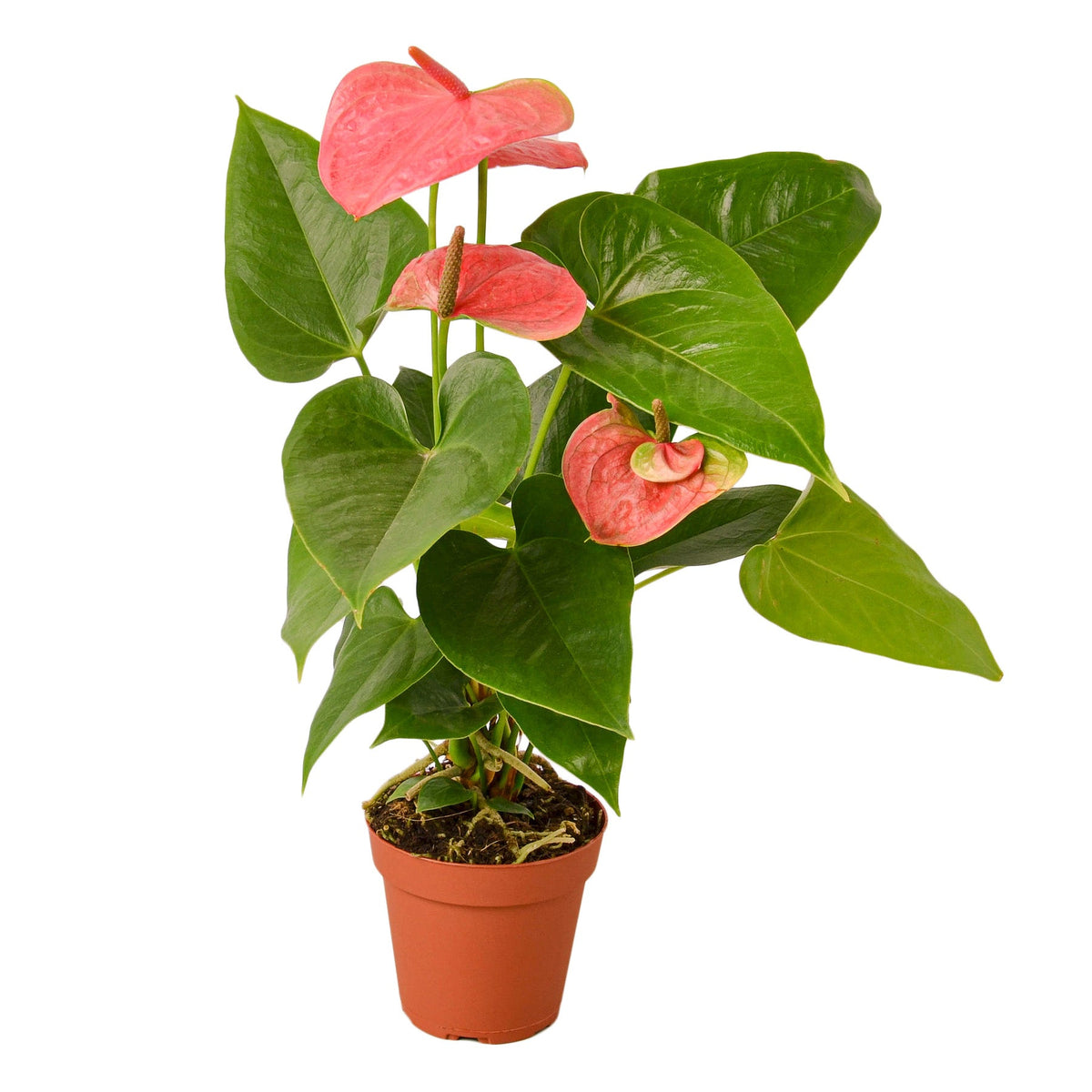 Flamingo Lily Pink