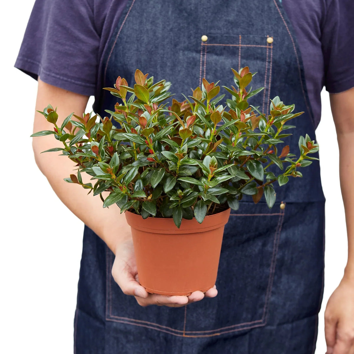 Black goldfish plant