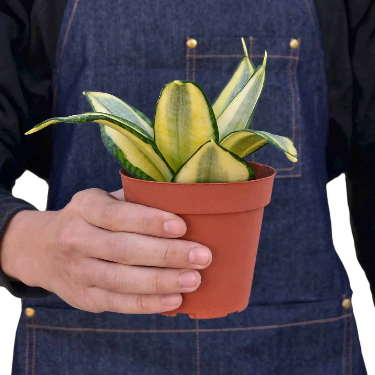 Snake Plant 'Golden hahnii'