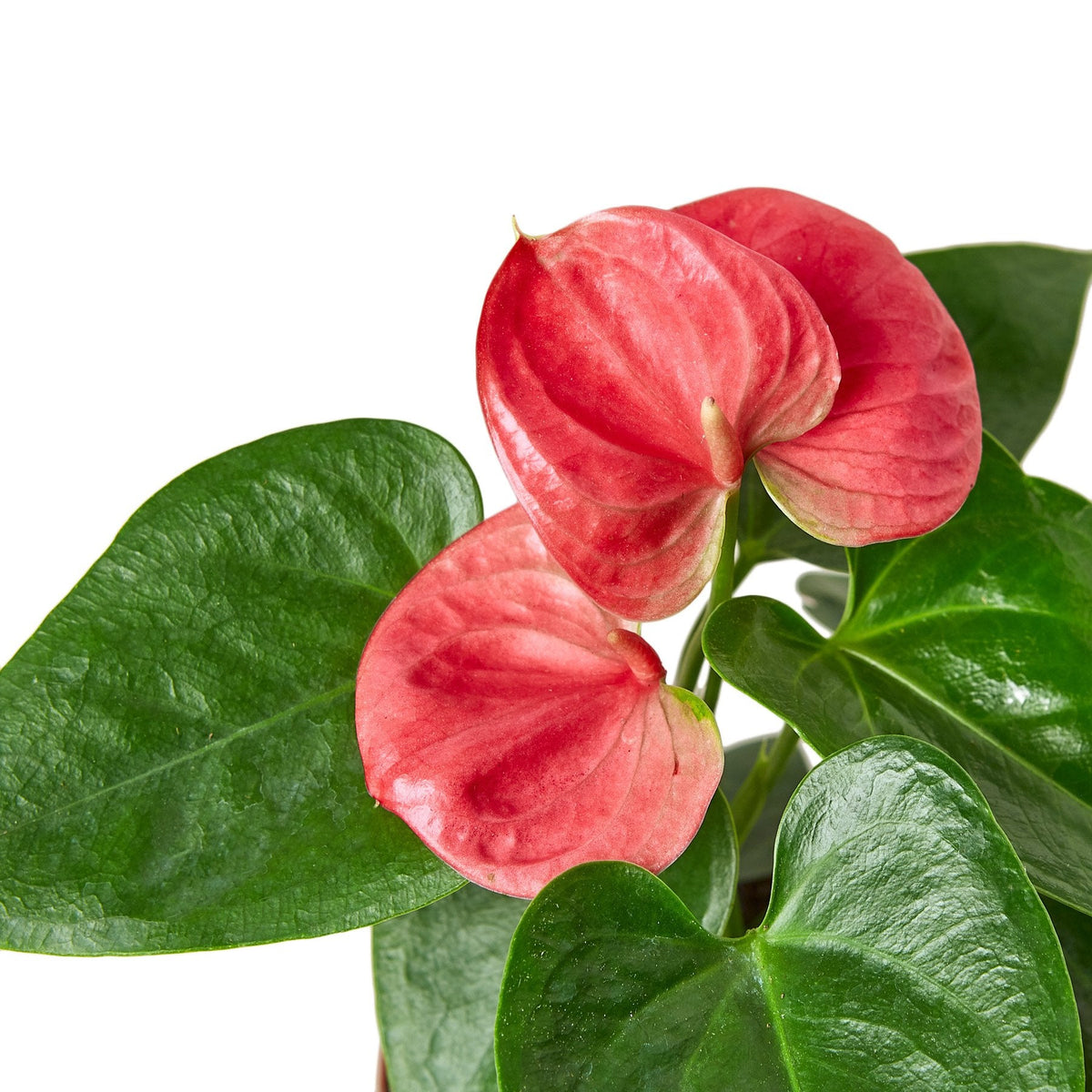 Flamingo Lily Pink