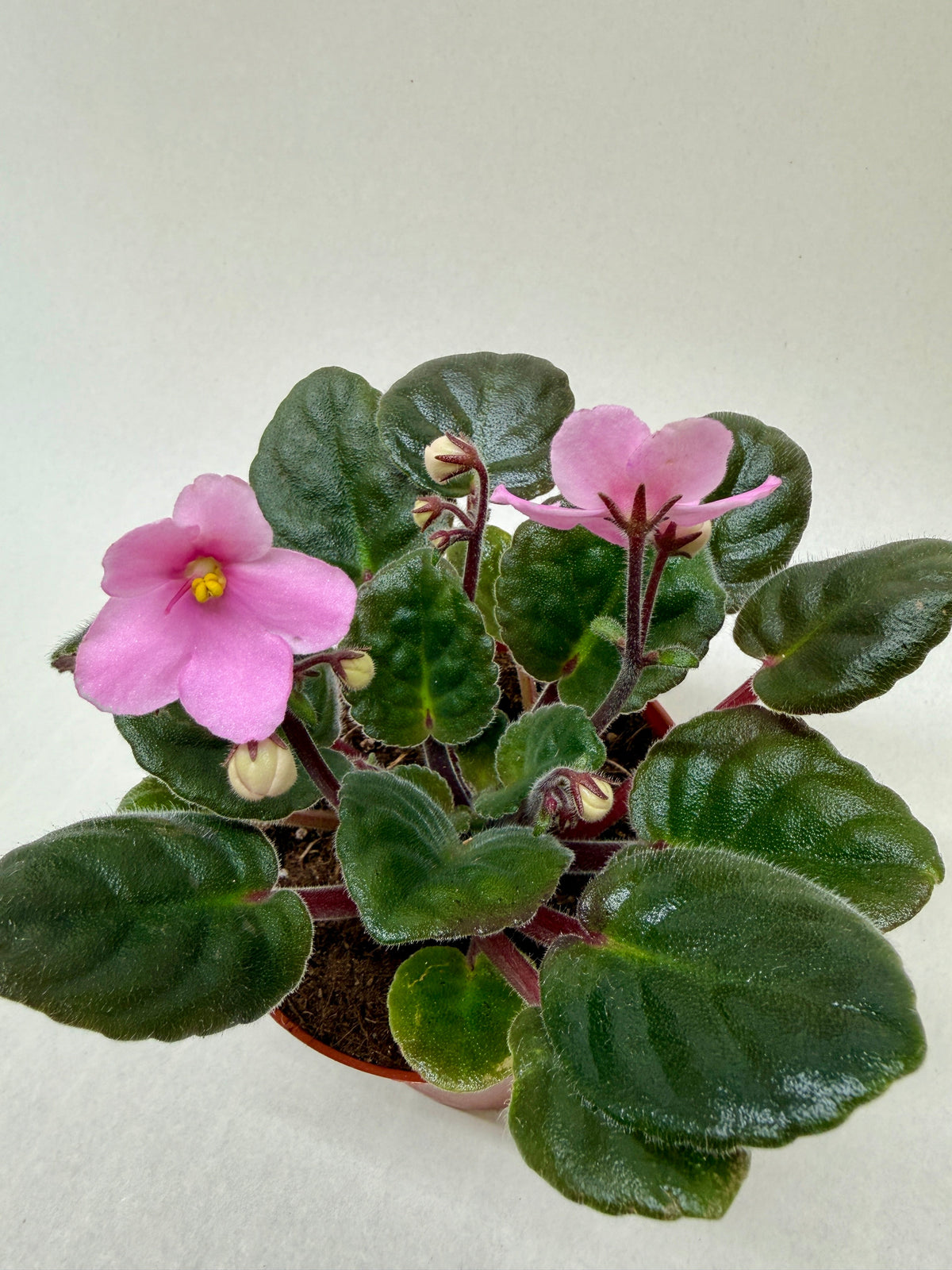 African Violet Pink