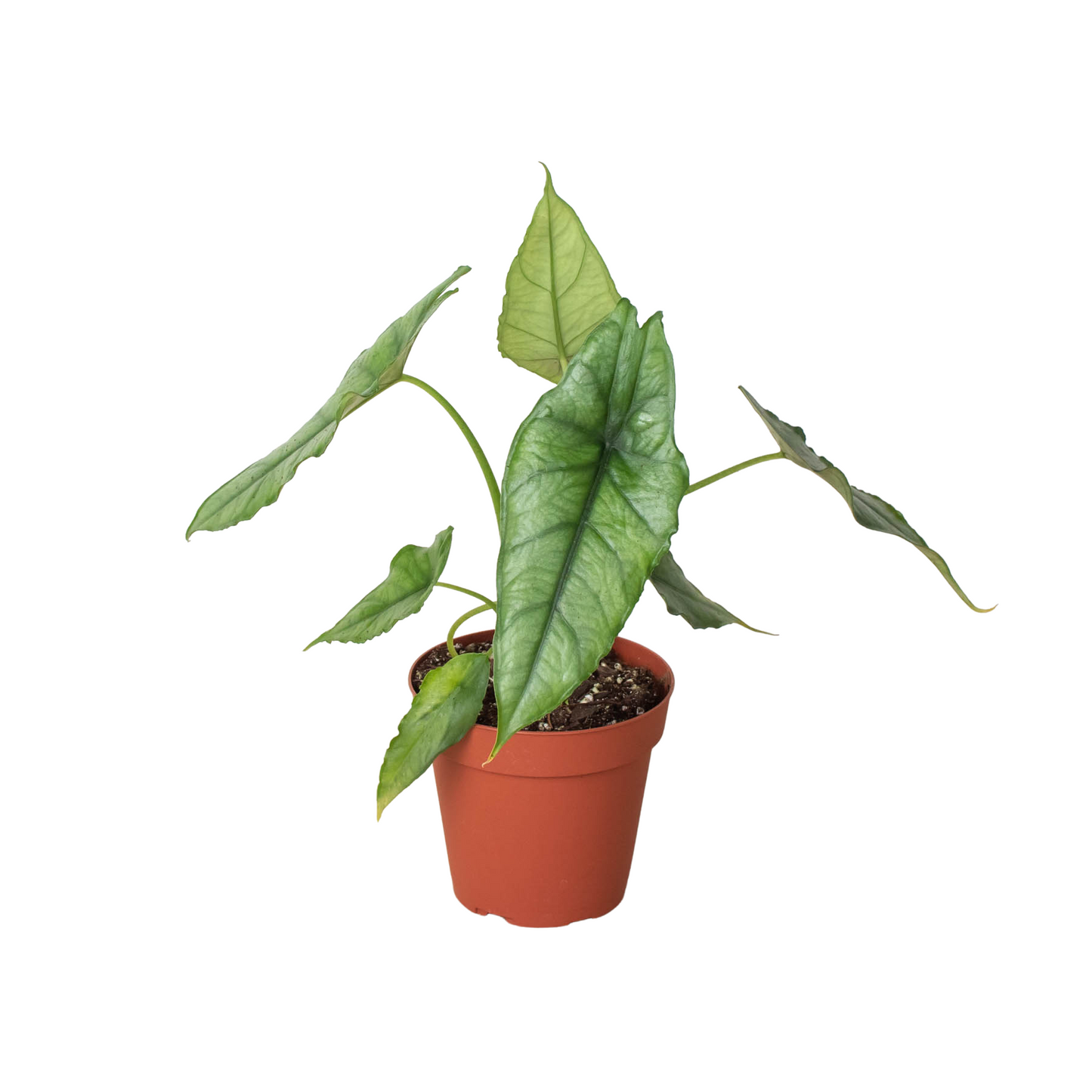 Alocasia heterophylla