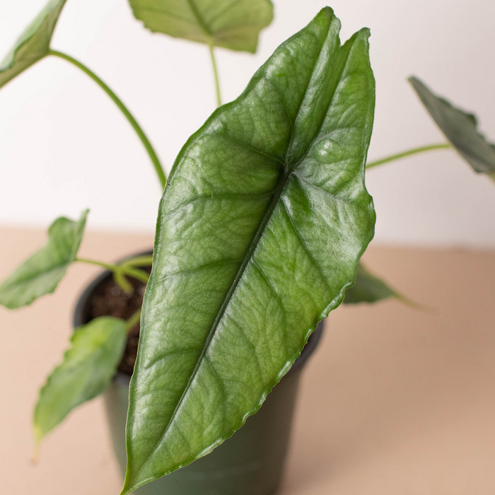 Alocasia heterophylla
