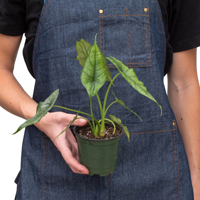 Alocasia heterophylla