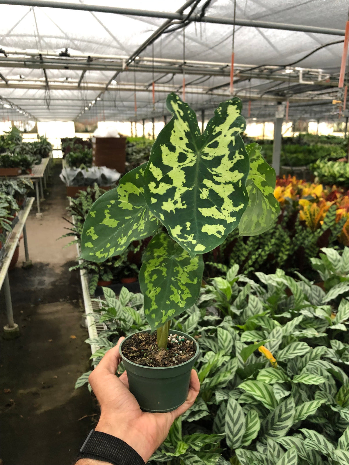 Caladium 'Hilo Beauty'