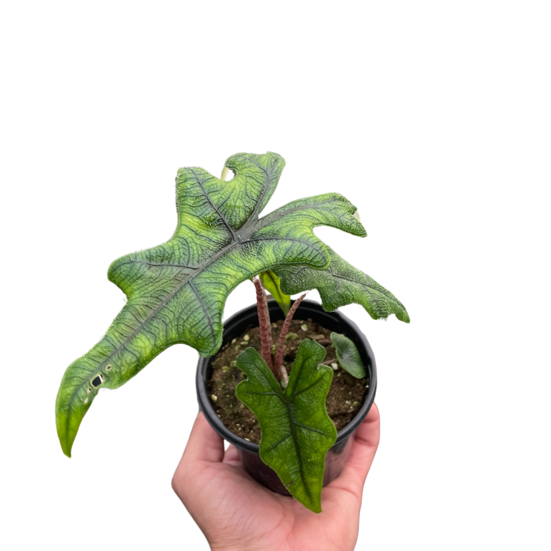 Jacklyn Elephant Ear