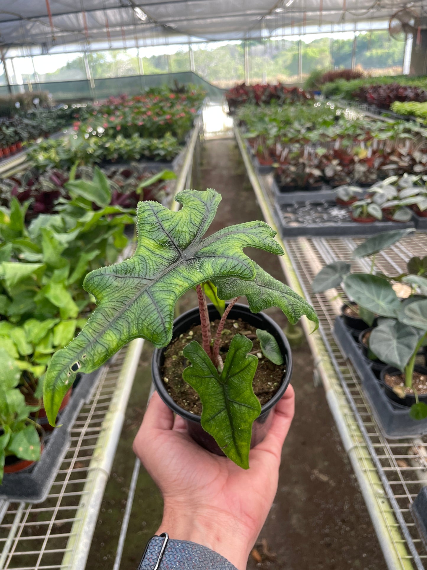 Jacklyn Elephant Ear