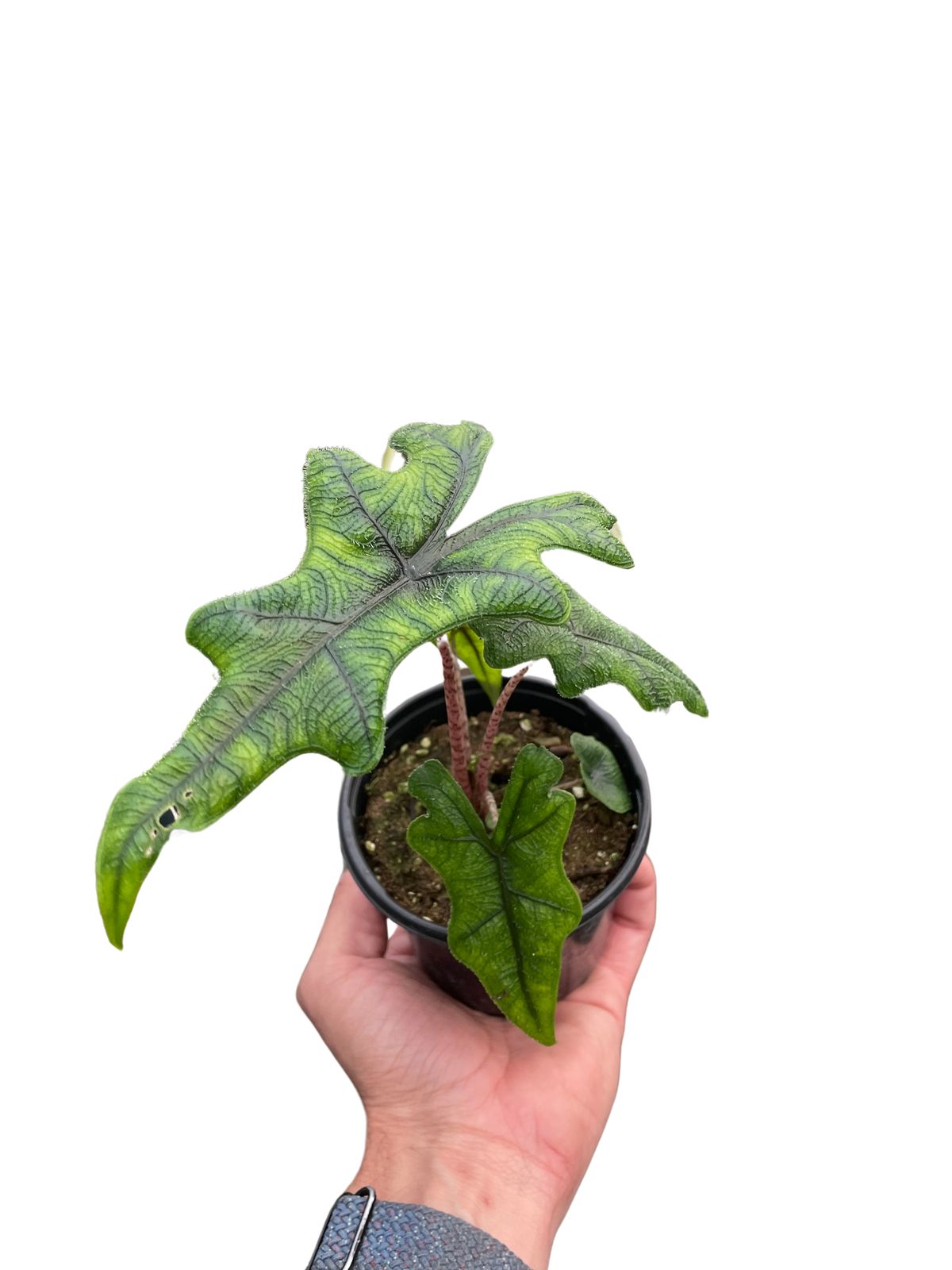 Jacklyn Elephant Ear