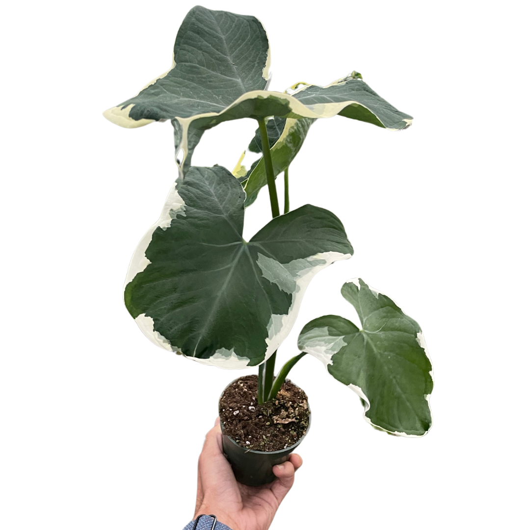 Xanthosoma 'Albomarginata'