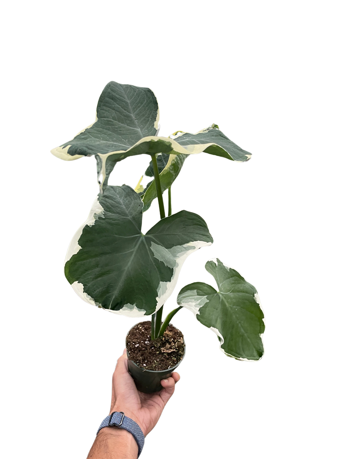 Xanthosoma 'Albomarginata'