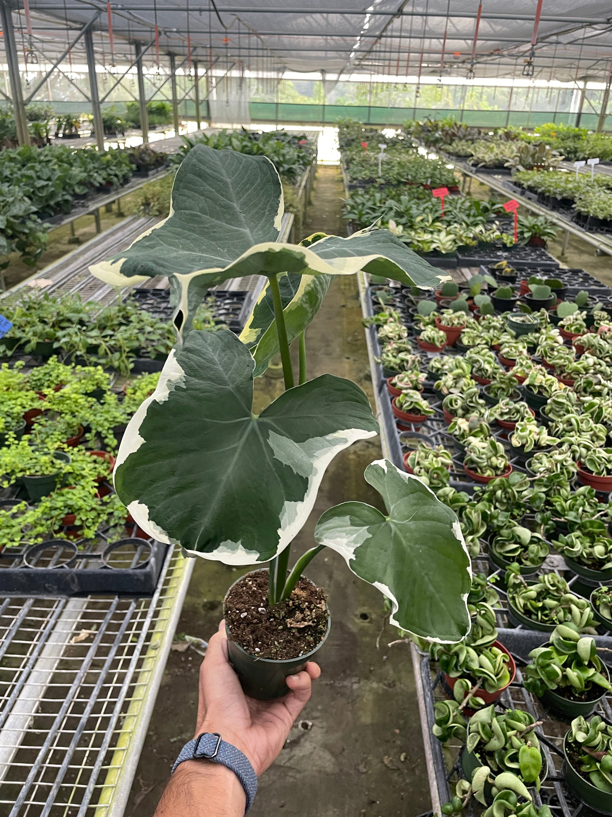 Xanthosoma 'Albomarginata'