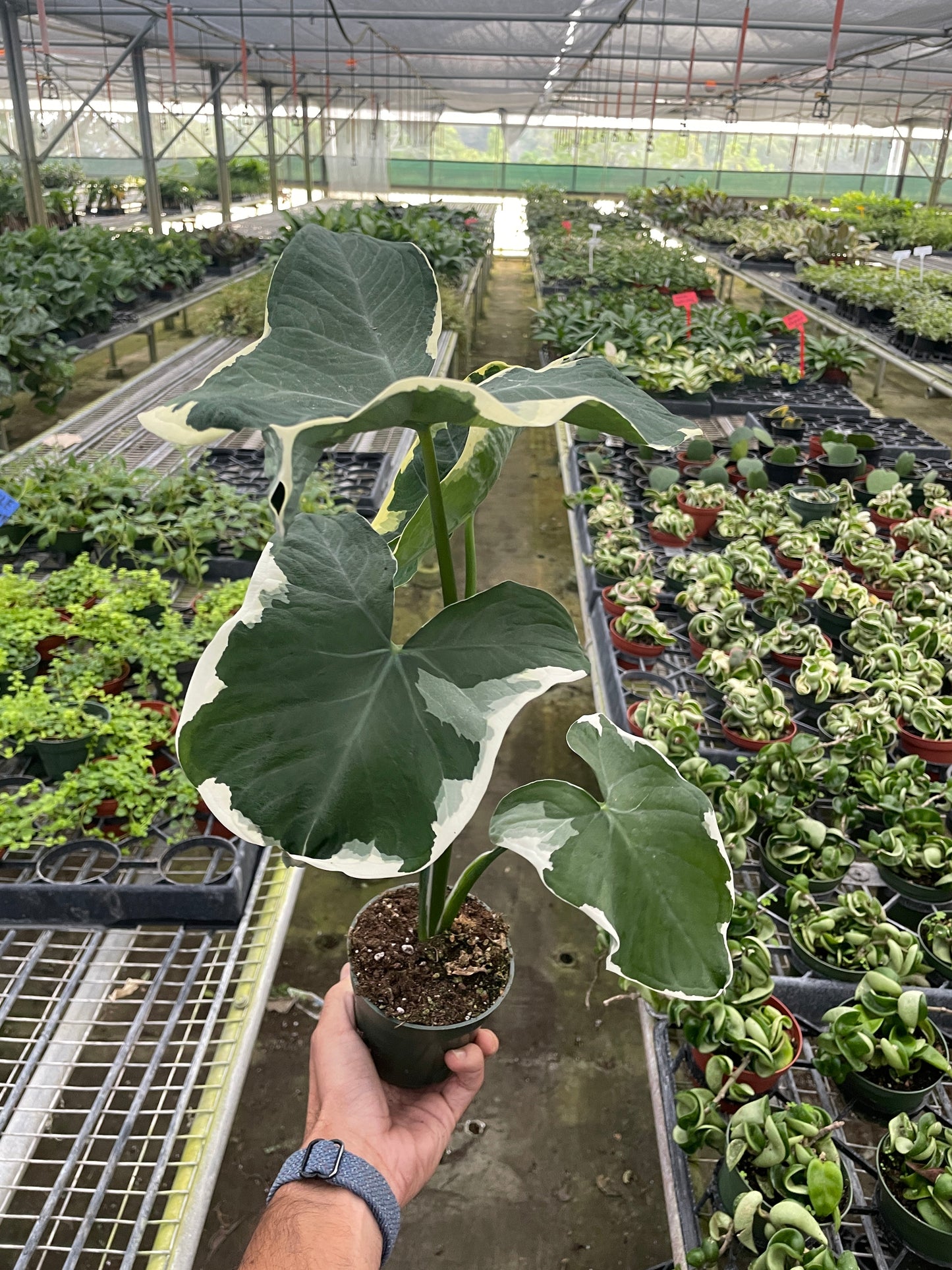 Xanthosoma 'Albomarginata'