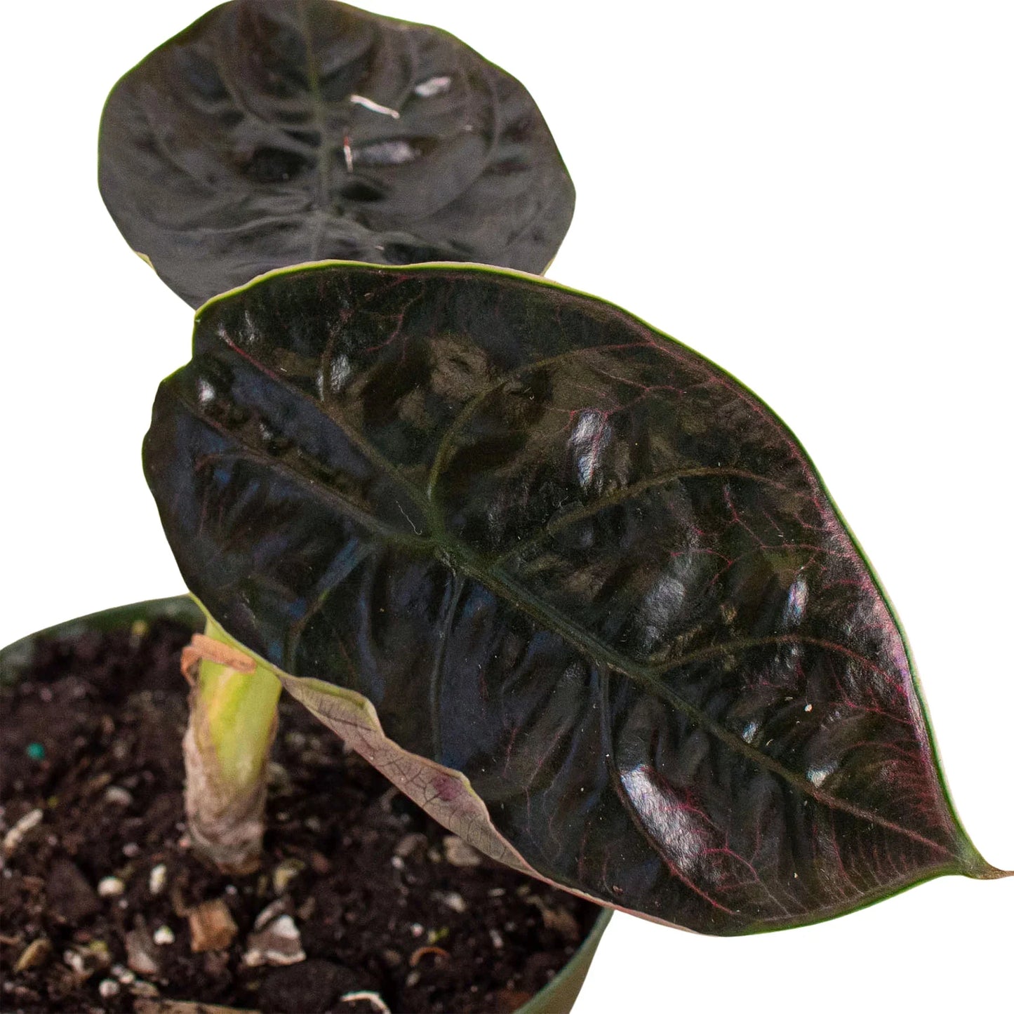 Alocasia azlanii