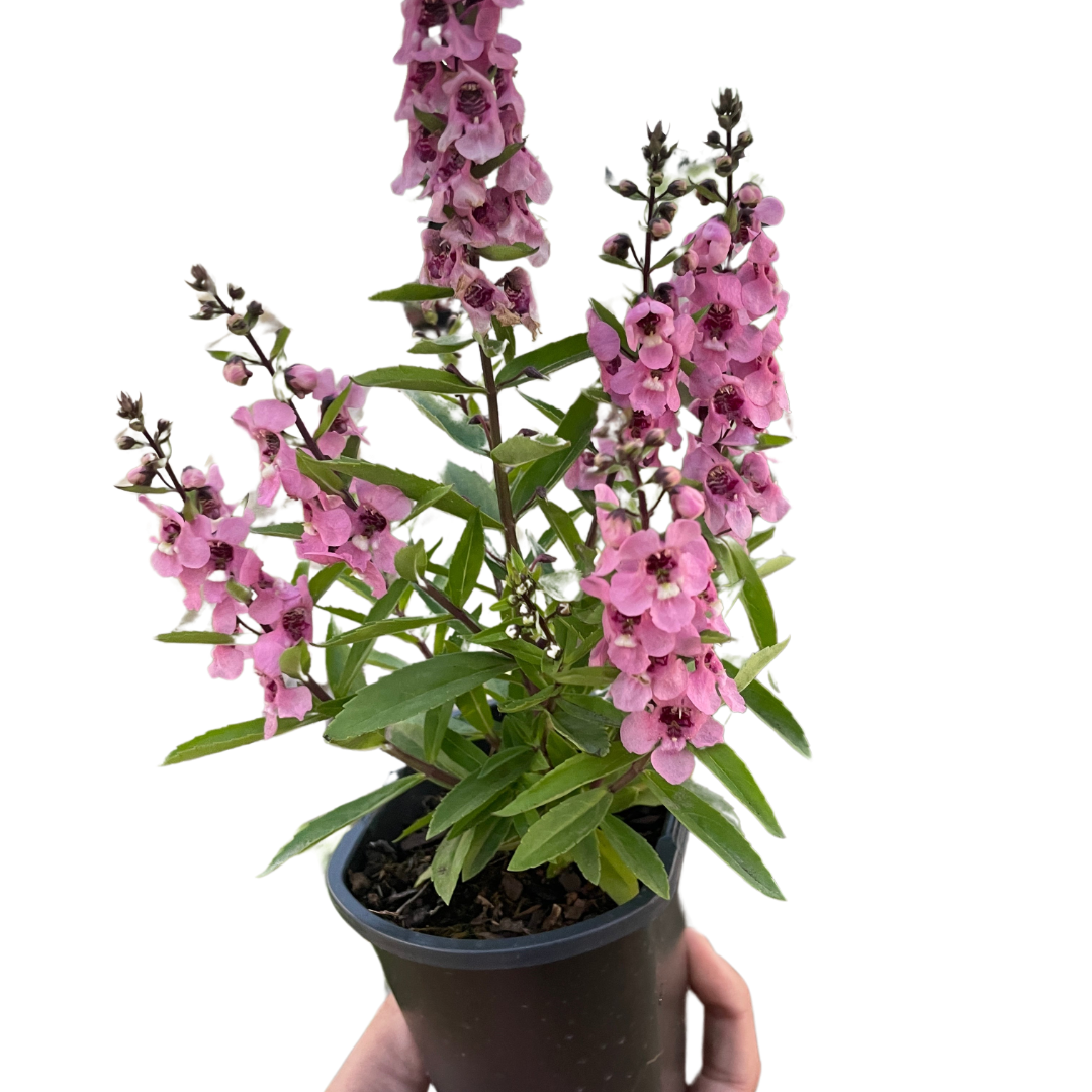 Summer Snapdragon
