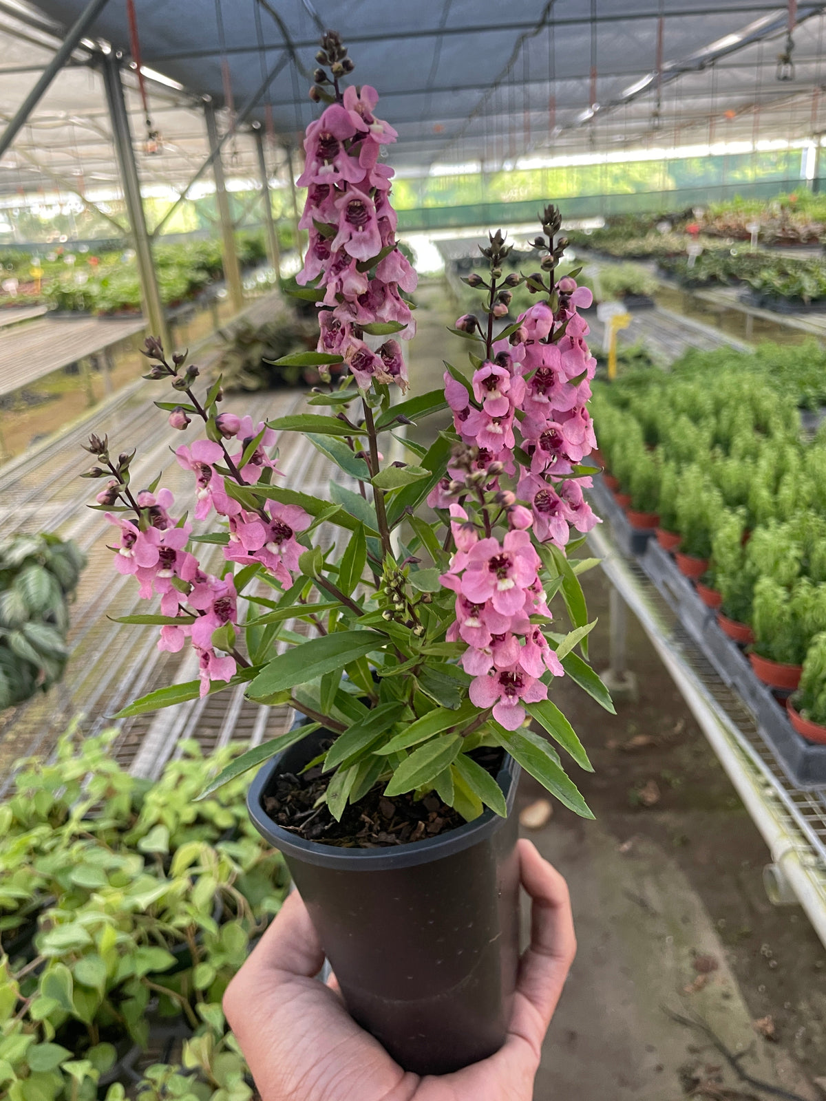 Summer Snapdragon