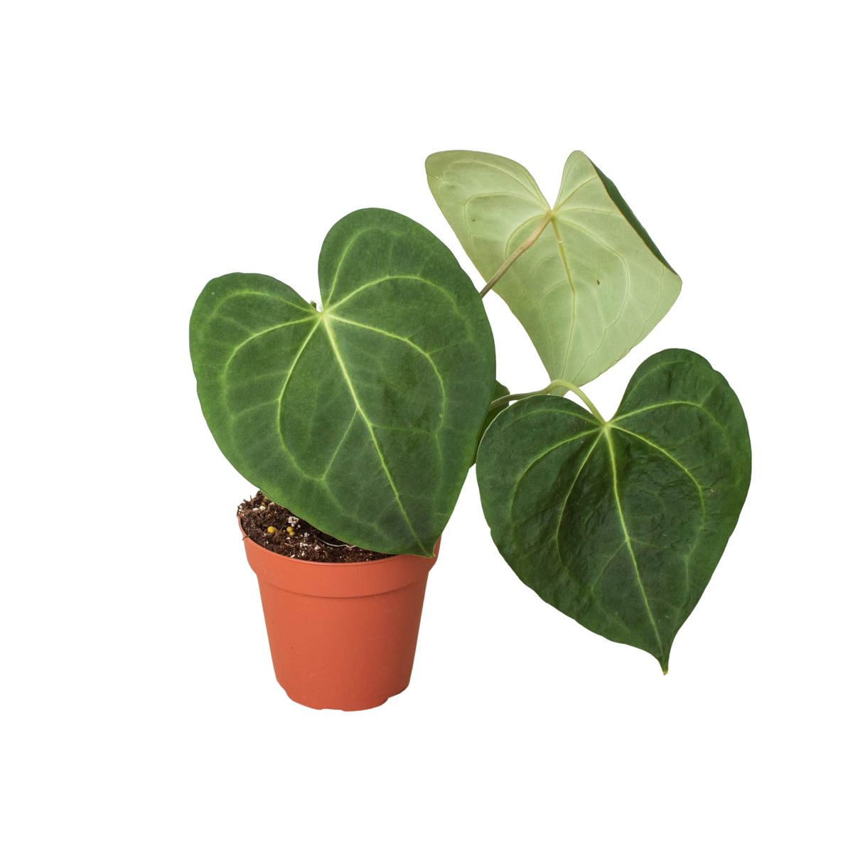 Velvet cardboard anthurium