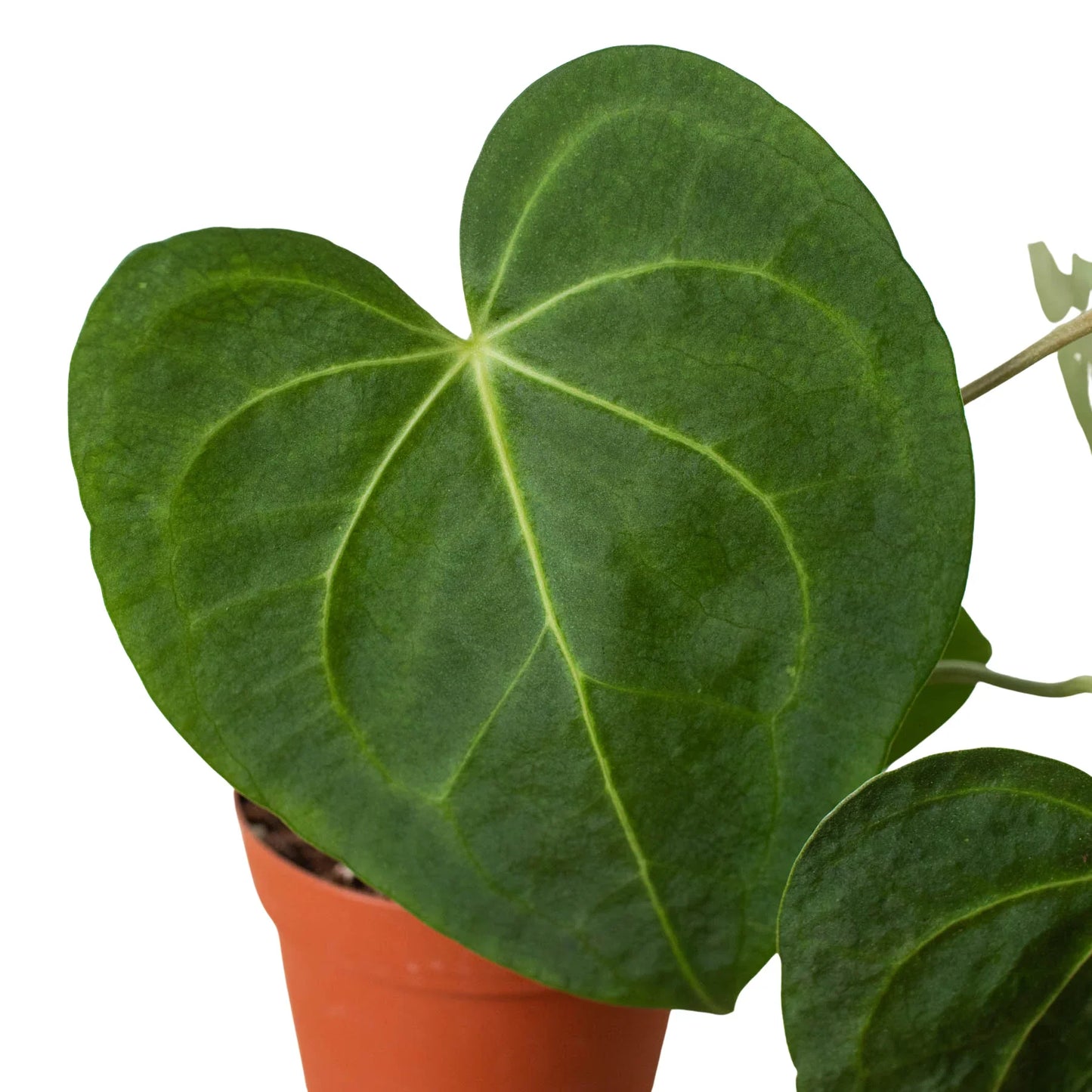 Velvet cardboard anthurium