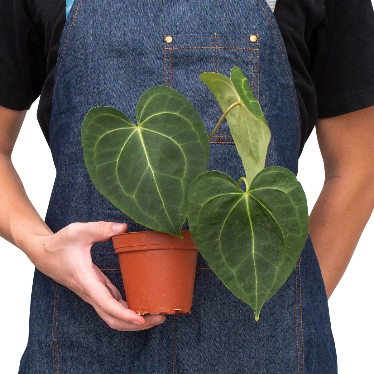 Velvet cardboard anthurium